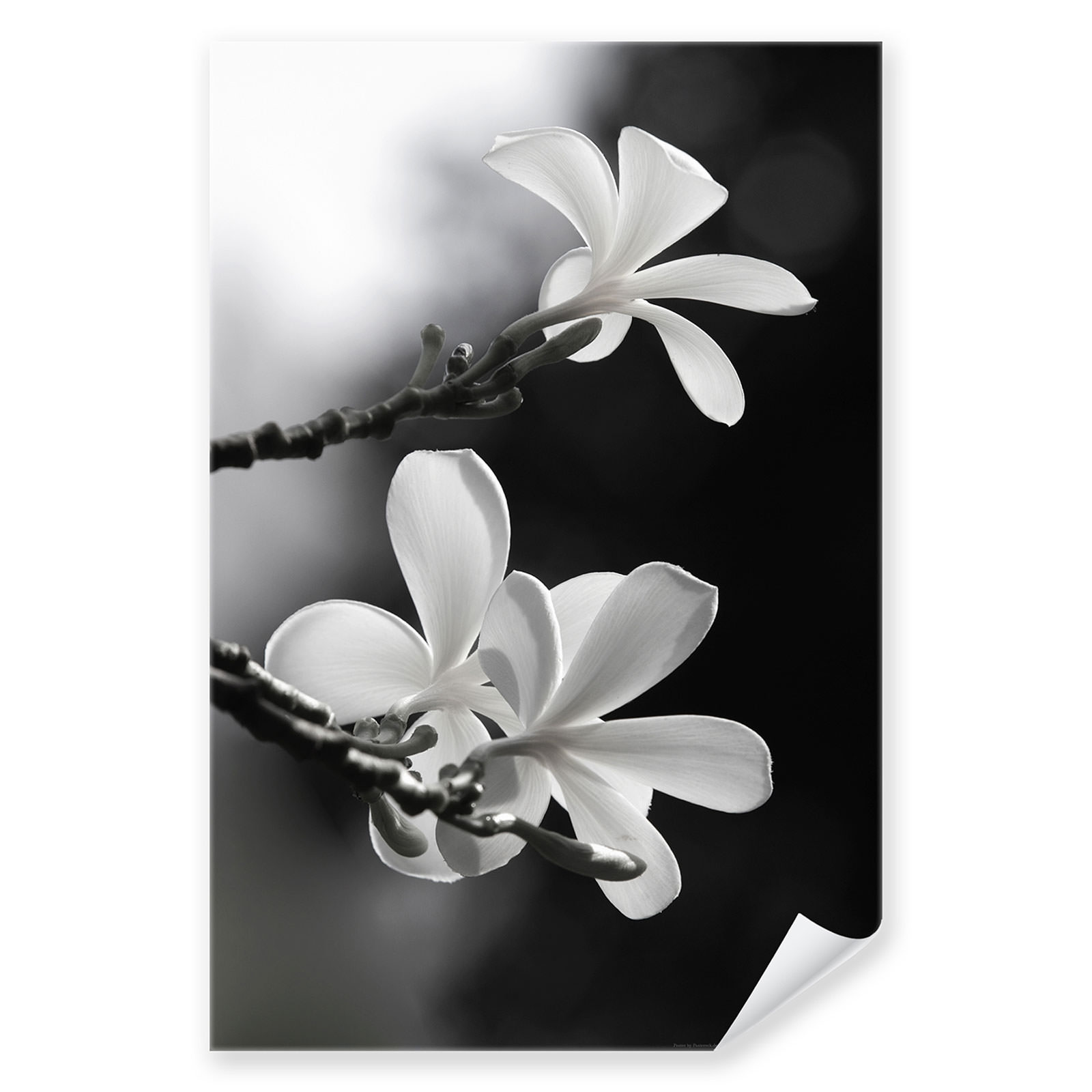 Postereck 0029 Poster Leinwand Frangipani Schwarz Weiss Blume Natur Baum Bluten Ebay