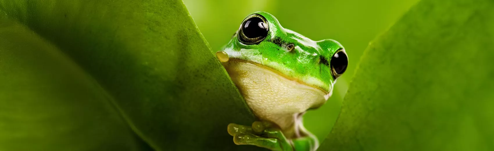Reptilien & Amphibien Reptilien & Amphibien