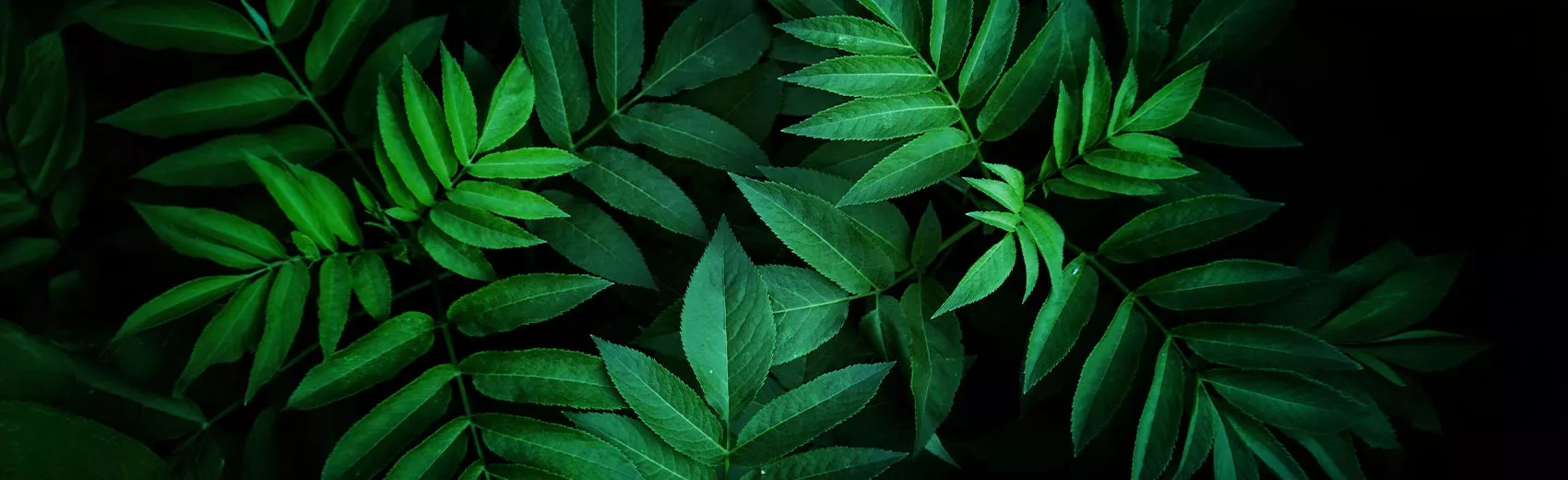 Pflanzenposter kaufen