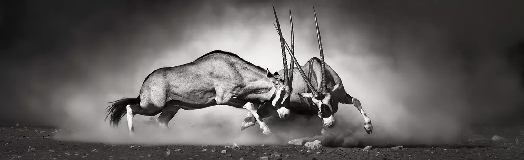 Tierposter Tiermotive Wandposter