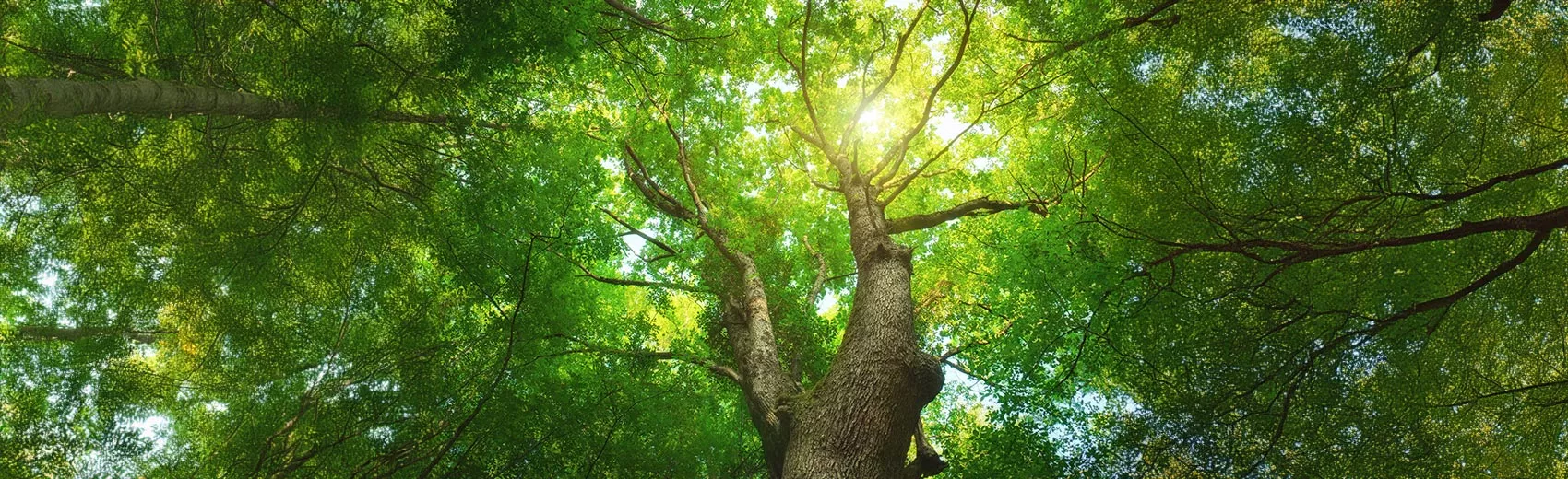 Waldposter Naturposter