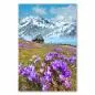 Preview: Eine wunderschöne Alpenlandschaft: Ein kleines Holzhaus steht auf einer üppigen Blumenwiese, im Hintergrund erheben sich schneebedeckte Berge - idyllisch. Preview: Eine wunderschöne Alpenlandschaft: Ein kleines Holzhaus steht auf einer üppigen Blumenwiese, im Hintergrund erheben sich schneebedeckte Berge - idyllisch.