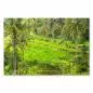 Preview: Üppige grüne Reisterrassen in Bali - ein Paradies für Naturliebhaber. Preview: Üppige grüne Reisterrassen in Bali - ein Paradies für Naturliebhaber.