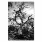 Preview: Knorriger, abgestorbener Baum, Äste in Himmel, Schwarz-Weiß-Fotografie.