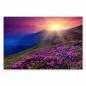 Preview: Lila Alpenrosen erstrahlen vor einem farbenprächtigen Himmel im Sonnenuntergang - ein magischer Moment in der Bergwelt. Preview: Lila Alpenrosen erstrahlen vor einem farbenprächtigen Himmel im Sonnenuntergang - ein magischer Moment in der Bergwelt.