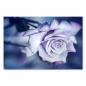 Preview: Zarte Schönheit im Morgentau: Eine blaue Rose mit glitzernden Wassertropfen – ein Symbol für Eleganz und Reinheit.