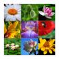 Preview: Neun Blumen in voller Pracht: Margerite, Mohn, Seerose, Iris, Apfelblüte.