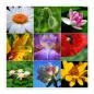 Preview: Neun Blumen in voller Pracht: Margerite, Mohn, Seerose, Iris, Apfelblüte. Preview: Neun Blumen in voller Pracht: Margerite, Mohn, Seerose, Iris, Apfelblüte.