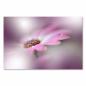 Preview: Makroaufnahme: Rosa Blume, Wassertropfen auf Blütenblatt, traumhafte Atmosphäre.