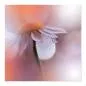 Preview: Makroaufnahme: Weiße Blume, glitzernder Tautropfen - traumhafte Atmosphäre. Preview: Makroaufnahme: Weiße Blume, glitzernder Tautropfen - traumhafte Atmosphäre.