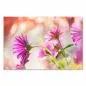 Preview: Zarte Eleganz im warmen Gegenlicht: Drei pinke Blumen verbreiten eine romantische Stimmung. Preview: Zarte Eleganz im warmen Gegenlicht: Drei pinke Blumen verbreiten eine romantische Stimmung.