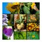 Preview: Collage: Sonnenblumen, Schmetterling, Biene, Kaktus, verschiedene Blüten.