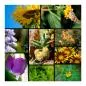 Preview: Collage: Sonnenblumen, Schmetterling, Biene, Kaktus, verschiedene Blüten. Preview: Collage: Sonnenblumen, Schmetterling, Biene, Kaktus, verschiedene Blüten.