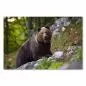 Preview: Braunbär auf Felsen, Blick in Kamera, dichtes Fell, Stärke & Wildheit. Preview: Braunbär auf Felsen, Blick in Kamera, dichtes Fell, Stärke & Wildheit.