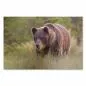 Preview: Ein imposanter Braunbär mit dichtem, glänzendem Fell durchstreift eine Wiese mit gelben Blumen. Preview: Ein imposanter Braunbär mit dichtem, glänzendem Fell durchstreift eine Wiese mit gelben Blumen.