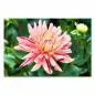 Preview: Nahaufnahme einer Dahlienblüte mit rosa-gelben Streifen, grüne Blätter im Hintergrund. Preview: Nahaufnahme einer Dahlienblüte mit rosa-gelben Streifen, grüne Blätter im Hintergrund.