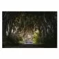 Preview: Dark Hedges Road Tunnel (Nordirland), Buchenbäume, Blätterdach, mystische Stimmung. Preview: Dark Hedges Road Tunnel (Nordirland), Buchenbäume, Blätterdach, mystische Stimmung.