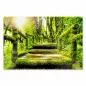 Preview: Moosbewachsener Pfad, dichter Regenwald, Sonnenstrahlen, mystische Stimmung. Preview: Moosbewachsener Pfad, dichter Regenwald, Sonnenstrahlen, mystische Stimmung.