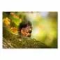 Preview: Eichhörnchen auf Ast, herbstlicher Wald, knabbert Nuss, warmes Sonnenlicht. Preview: Eichhörnchen auf Ast, herbstlicher Wald, knabbert Nuss, warmes Sonnenlicht.
