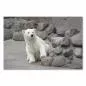 Preview: Ein junger Eisbär im Zoo – ein faszinierendes Bild eines der größten Landraubtiere der Welt. Preview: Ein junger Eisbär im Zoo – ein faszinierendes Bild eines der größten Landraubtiere der Welt.