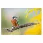 Preview: Eisvogel, knorriger Ast, blaues Gefieder, orangefarbener Bauch, gelbe Pflanzen. Preview: Eisvogel, knorriger Ast, blaues Gefieder, orangefarbener Bauch, gelbe Pflanzen.