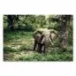 Preview: Der König des Waldes: Ein imposanter Elefant bahnt sich seinen Weg durch das grüne Dickicht. Preview: Der König des Waldes: Ein imposanter Elefant bahnt sich seinen Weg durch das grüne Dickicht.