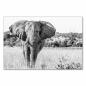 Preview: Majestätischer Elefant in der Savanne; Schwarz-Weiß-Fotografie fängt Kraft und Schönheit des Tieres ein.