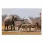 Preview: Ein Elefant und Zebras löschen ihren Durst an einem Wasserloch in Afrika, er spritzt Wasser mit seinem Rüssel. Preview: Ein Elefant und Zebras löschen ihren Durst an einem Wasserloch in Afrika, er spritzt Wasser mit seinem Rüssel.