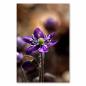 Preview: Eine lila Frühlingsblume in Nahaufnahme - die Schönheit der Natur im Detail.