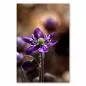 Preview: Eine lila Frühlingsblume in Nahaufnahme - die Schönheit der Natur im Detail. Preview: Eine lila Frühlingsblume in Nahaufnahme - die Schönheit der Natur im Detail.