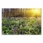 Preview: Ein Wald erstrahlt im Sonnenlicht, der Boden ist bedeckt mit blühenden Frühlingsblumen. Preview: Ein Wald erstrahlt im Sonnenlicht, der Boden ist bedeckt mit blühenden Frühlingsblumen.