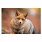 Preview: Rotfuchs, herbstlicher Wald, rotes Fell, buschiger Schwanz, unscharfer Hintergrund. Preview: Rotfuchs, herbstlicher Wald, rotes Fell, buschiger Schwanz, unscharfer Hintergrund.