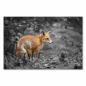 Preview: Roter Fuchs steht aufmerksam in schwarzweißer Waldlandschaft.