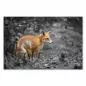 Preview: Roter Fuchs steht aufmerksam in schwarzweißer Waldlandschaft. Preview: Roter Fuchs steht aufmerksam in schwarzweißer Waldlandschaft.