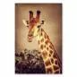 Preview: Eine Giraffe vor dem warmen Sonnenuntergang der afrikanischen Savanne – ein anmutiges Porträt. Preview: Eine Giraffe vor dem warmen Sonnenuntergang der afrikanischen Savanne – ein anmutiges Porträt.