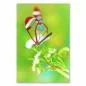 Preview: Ein farbenprächtiger Glasflügelfalter mit transparenten Flügeln auf einer weißen Blüte - exotische Schönheit. Preview: Ein farbenprächtiger Glasflügelfalter mit transparenten Flügeln auf einer weißen Blüte - exotische Schönheit.