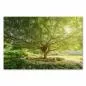 Preview: Riesiger Baum, ausladende Äste, grüne Blätter, Schatten auf Wiese - Ruhe. Preview: Riesiger Baum, ausladende Äste, grüne Blätter, Schatten auf Wiese - Ruhe.