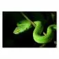 Preview: Eine grüne Viper im dichten Dschungel - eine faszinierende Nahaufnahme. Preview: Eine grüne Viper im dichten Dschungel - eine faszinierende Nahaufnahme.