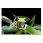 Preview: Ein grüner Frosch mit roten Augen sitzt auf Blättern und schaut neugierig in die Kamera. Preview: Ein grüner Frosch mit roten Augen sitzt auf Blättern und schaut neugierig in die Kamera.