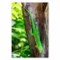 Preview: Grüner Gecko mit roten Punkten klettert Baumstamm im Regenwald hoch. Preview: Grüner Gecko mit roten Punkten klettert Baumstamm im Regenwald hoch.