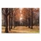 Preview: Eine Allee mit hohen Bäumen in warmen Herbstfarben – ein einladendes Motiv für alle, die die Natur lieben.