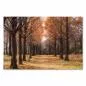 Preview: Eine Allee mit hohen Bäumen in warmen Herbstfarben – ein einladendes Motiv für alle, die die Natur lieben. Preview: Eine Allee mit hohen Bäumen in warmen Herbstfarben – ein einladendes Motiv für alle, die die Natur lieben.