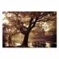 Preview: Ein einzelner Baum mit buntem Herbstlaub steht am Ufer eines Sees im warmen Sonnenlicht. Preview: Ein einzelner Baum mit buntem Herbstlaub steht am Ufer eines Sees im warmen Sonnenlicht.