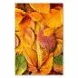 Preview: Buntes Laub bedeckt den Boden - der Herbst zeigt seine ganze Schönheit in leuchtenden Farben. Preview: Buntes Laub bedeckt den Boden - der Herbst zeigt seine ganze Schönheit in leuchtenden Farben.