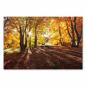 Preview: Herbstlicher Wald im goldenen Sonnenlicht, bunte Blätter & lange Schatten.