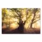 Preview: Goldenes Licht im herbstlichen Buchenwald, Nebel & knorriger Baum. Preview: Goldenes Licht im herbstlichen Buchenwald, Nebel & knorriger Baum.