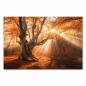 Preview: Herbstwald, goldenes Sonnenlicht, Blätterdach, knorriger Baum, mystische Stimmung.