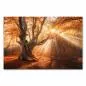 Preview: Herbstwald, goldenes Sonnenlicht, Blätterdach, knorriger Baum, mystische Stimmung. Preview: Herbstwald, goldenes Sonnenlicht, Blätterdach, knorriger Baum, mystische Stimmung.