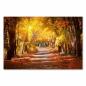 Preview: Weg durch goldene Bäume, Herbstwald, Sonne - warmes Licht, Spaziergang.