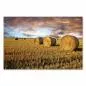 Preview: Runde Heuballen auf goldenem Feld, dramatische Wolkenformationen bei Sonnenuntergang. Preview: Runde Heuballen auf goldenem Feld, dramatische Wolkenformationen bei Sonnenuntergang.